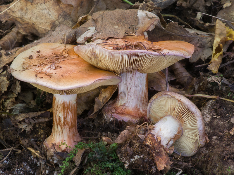 Cortinarius rufoolivaceus